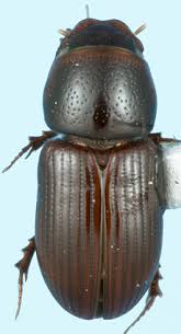 Attēlu rezultāti vaicājumam “Aphodius sp.”