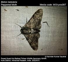 Attēlu rezultāti vaicājumam “Biston betularia”