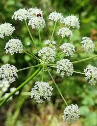Attēlu rezultāti vaicājumam “Cicuta virosa leaf”
