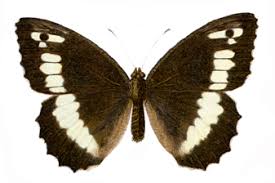 Attēlu rezultāti vaicājumam “Clossiana selene upperside”