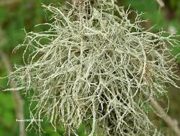 Attēlu rezultāti vaicājumam “Ramalina farinacea”