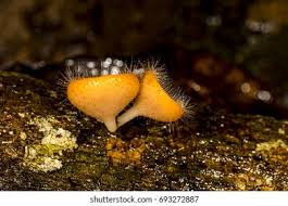 Attēlu rezultāti vaicājumam “Symphytocarpus flaccidus”