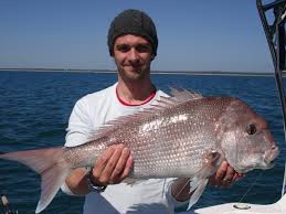 Image result for Pagrus auratus