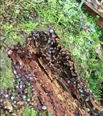 Attēlu rezultāti vaicājumam “Cribraria piriformis”