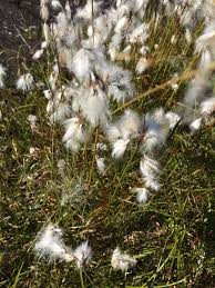 Attēlu rezultāti vaicājumam “Eriophorum latifolium flower”