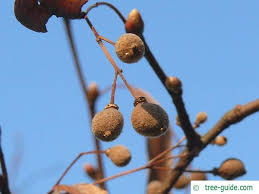 Attēlu rezultāti vaicājumam “Listera cordata fruit”