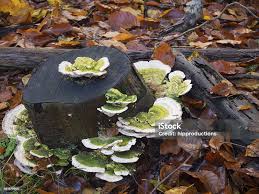 Attēlu rezultāti vaicājumam “Trametes gibbosa”