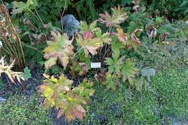 Attēlu rezultāti vaicājumam “Podophyllum hexandrum fruit”
