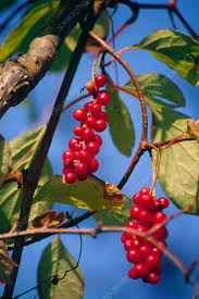 Attēlu rezultāti vaicājumam “Schisandra chinensis”