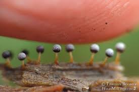 Attēlu rezultāti vaicājumam “Physarum bitectum macro”