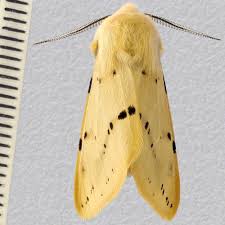Attēlu rezultāti vaicājumam “Spilosoma lutea imago”