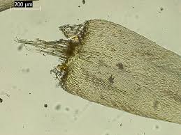 Attēlu rezultāti vaicājumam “Calliergonella cuspidata sporophyte”