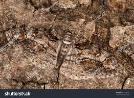 Attēlu rezultāti vaicājumam “Cleora cinctaria”