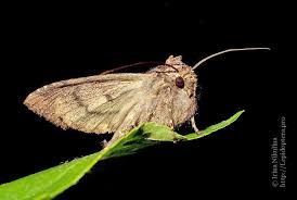 Attēlu rezultāti vaicājumam “Mniotype satura”