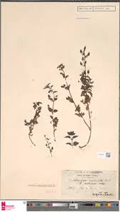 Image result for Alonsoa linearis