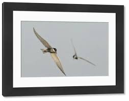 Attēlu rezultāti vaicājumam “Chlidonias hybrida adult”