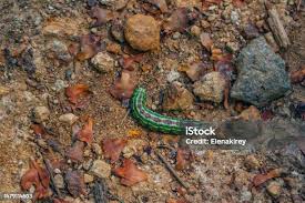 Attēlu rezultāti vaicājumam “Sphinx pinastri larva”