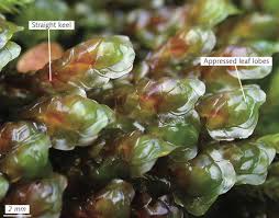 Attēlu rezultāti vaicājumam “Scapania”