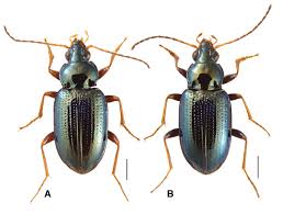 Attēlu rezultāti vaicājumam “Bembidion litorale”