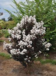 Image result for Lagerstroemia