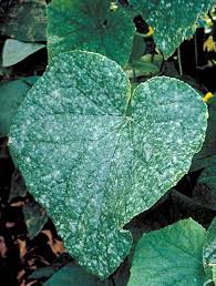 Attēlu rezultāti vaicājumam “Cirriphyllum piliferum sporophyte”