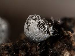 Attēlu rezultāti vaicājumam “Badhamia macrocarpa”