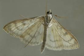 Attēlu rezultāti vaicājumam “Paratalanta hyalinalis”