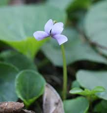 Attēlu rezultāti vaicājumam “Viola palustris flower”