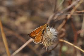 Attēlu rezultāti vaicājumam “Thymelicus lineola underside”