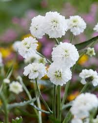 Attēlu rezultāti vaicājumam “Achillea ptarmica leaf”