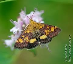 Attēlu rezultāti vaicājumam “Pyrausta aurata”