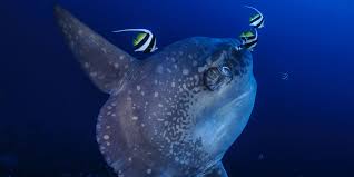 Image result for Mola mola
