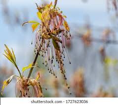 Attēlu rezultāti vaicājumam “Acer negundo female flower”