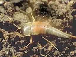 Attēlu rezultāti vaicājumam “Sepedophilus sp.”