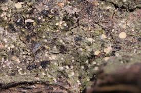 Attēlu rezultāti vaicājumam “Fellhanera subtilis”