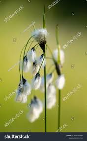Attēlu rezultāti vaicājumam “Eriophorum latifolium fruit”
