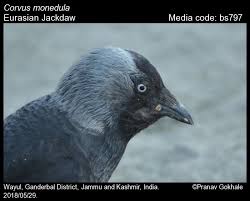 Attēlu rezultāti vaicājumam “Corvus monedula”