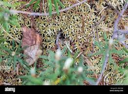 Attēlu rezultāti vaicājumam “Plagodis pulveraria”