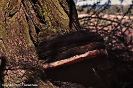 Attēlu rezultāti vaicājumam “Phellinus nigricans”
