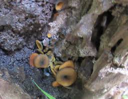 Attēlu rezultāti vaicājumam “Chlorencoelia versiformis”