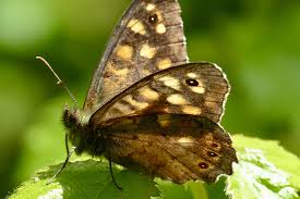 Attēlu rezultāti vaicājumam “Pararge aegeria upperside”