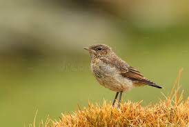 Attēlu rezultāti vaicājumam “Oenanthe oenanthe juvenile”