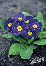 Attēlu rezultāti vaicājumam “Primula elatior”