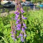 Attēlu rezultāti vaicājumam “Galega orientalis leaf”