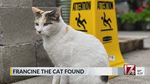 Image result for cat found