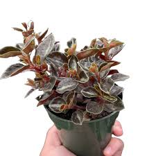 Image result for Heuchera Metallica