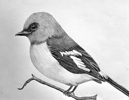 Image result for Bird