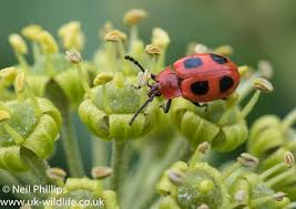 Attēlu rezultāti vaicājumam “Endomychus coccineus”