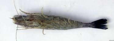 Attēlu rezultāti vaicājumam “Crangon crangon”