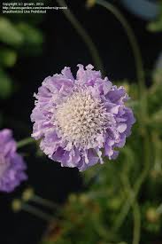 Image result for Scabiosa col.`Butterfly Blue`